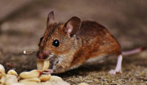 24 Hour & Emergency Exterminators in White Pine, CO